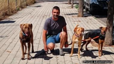 Adiestrador perros Reus Tarragona. Adiestramiento canino