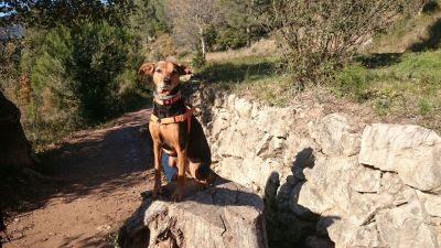 Adiestrador perros Reus Tarragona. Adiestramiento canino